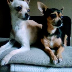 Negocio Mi Angel Vet