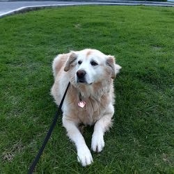 Miau & Guau Grupo Veterinario