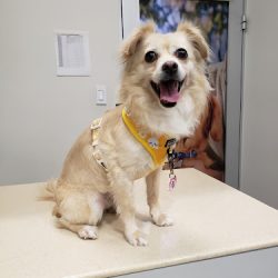 Miau&guau Zona Dorada | En Petco