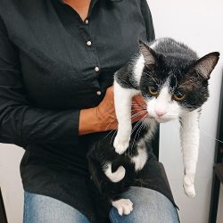 Mimilavetz Consultorio Veterinario