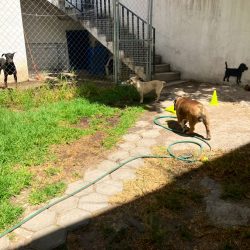 Miruevet Veterinaria Puebla