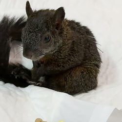 Ñogui Veterinaria A Domicilio