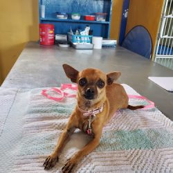 Negocio Paw Animal Clinic