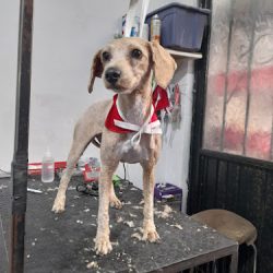 Peek´ | Clínica Veterinaria- Estética Canina- Hotel Y Guardería Canina- Salon De Eventos Caninos