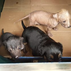 Perros & Huellas