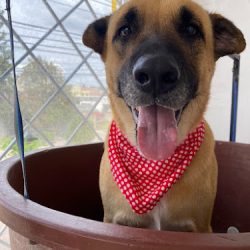 Perros+gatos= Veterinaria Franco Aguascalientes