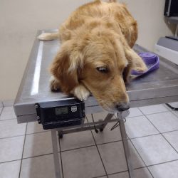 Pets Lozano Santillan