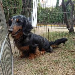 Petsepolis Clínica Veterinaria