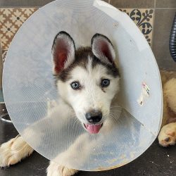 Pirsch Veterinaria Xilotzingo