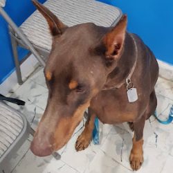 Negocio Planned Pethood Costa