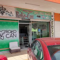 Roko - Can Veterinaria