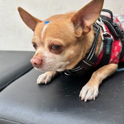 Scanvet Laboratorio Veterinario