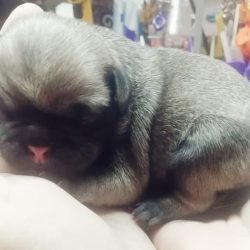 Servicio Médico Veterinario