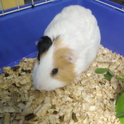 "servín" Clínica Veterinaria