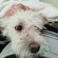 Spatucan - Clínica Veterinaria