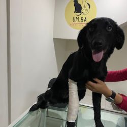 Um.ba Pet Care - Clinica Veterinaria