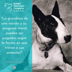 Unidad Veterinaria Campeche