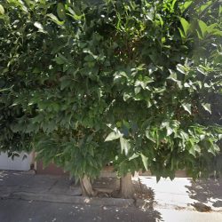 Negocio Urgencias 24/7 Allvet