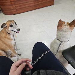 Vet Clínica Veterinaria