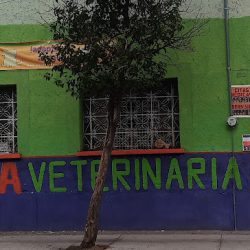 Veterinaria A Bajo Costo Ya No Es Amigos Proanimal