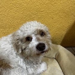 Veterinaria Animalia