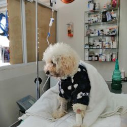 Veterinaria Arca De Noe