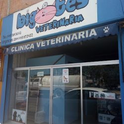 Veterinaria Bigotes