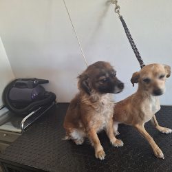 Veterinaria Canteras