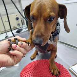 Veterinaria "corsario"