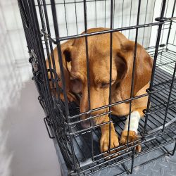 Negocio Veterinaria Dog-tor