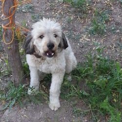 Veterinaria El Venado