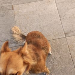 Veterinaria Expertvet Pozos