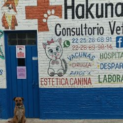 Veterinaria Hakuna Pets