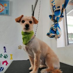 Veterinaria Hospivet