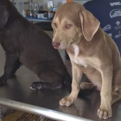 Negocio Veterinaria Laika.