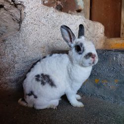 Negocio Veterinaria "loreto"