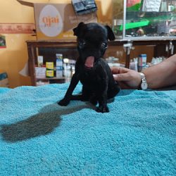 Negocio Veterinaria Los Potros