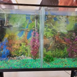 Veterinaria Mascotitas