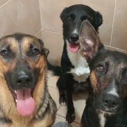 Veterinaria Mascotitas Traviesas