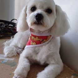 Negocio Veterinaria Maskotikan