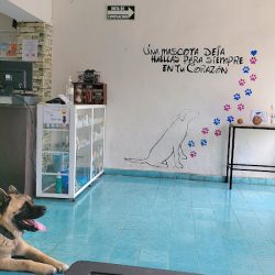 Negocio Veterinaria Medican