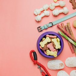 Veterinaria | Mvz. Rogelio Mariscal