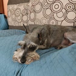 Veterinaria Nury - Manchitas