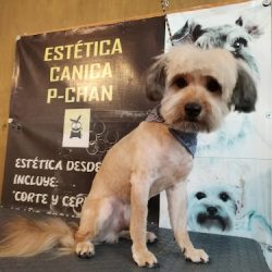 Veterinaria P-chan