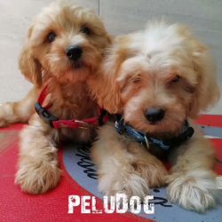 Veterinaria Peludog Puebla