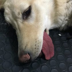 Veterinaria Perriatra Danny