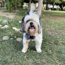 Negocio Veterinaria Queto