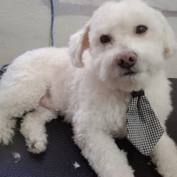 Veterinaria San Martín De Porres