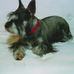 Veterinaria -servicios Veterinarios Integrales-