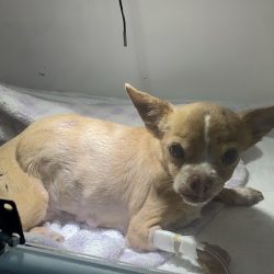 Veterinaria Smartvets